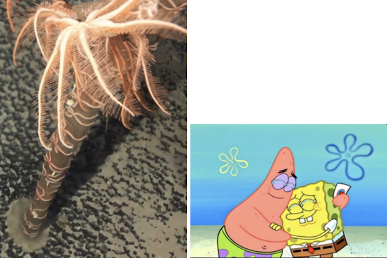 On left: pink multi-limbed starfish on top of long stalk. On right: cartoon starfish hugging Spongebob.