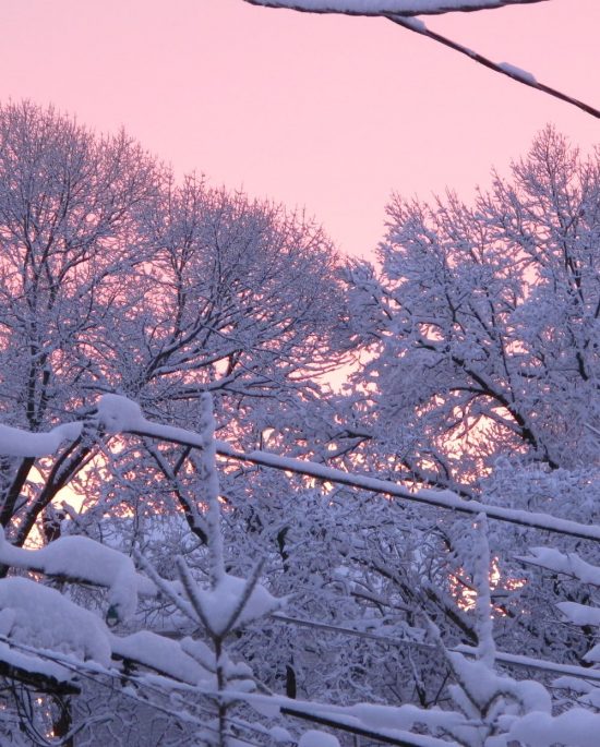 Snow-covered trees against a pink sky background.