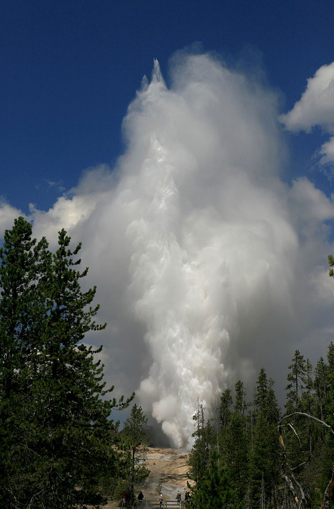 Huge spray of billowing white steam much taller than surrounding evergreen trees.