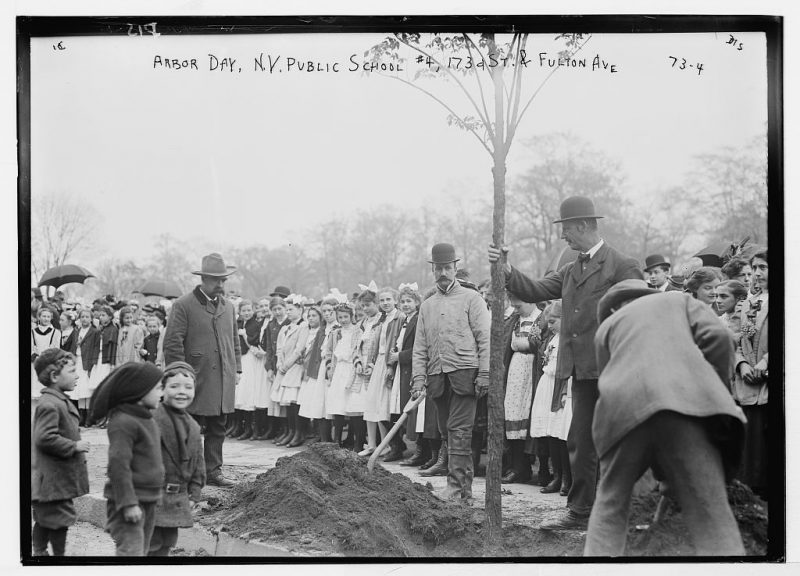 Men planting a tree with girls in white lined up in background some year around 1900.
