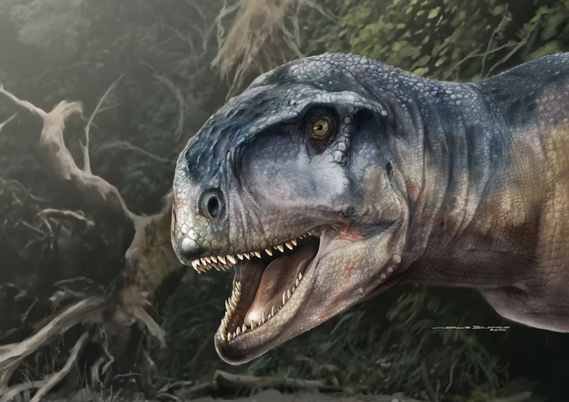 Illustration of the head of a dinosaur with an open mouth showing lots of big, sharp teeth.