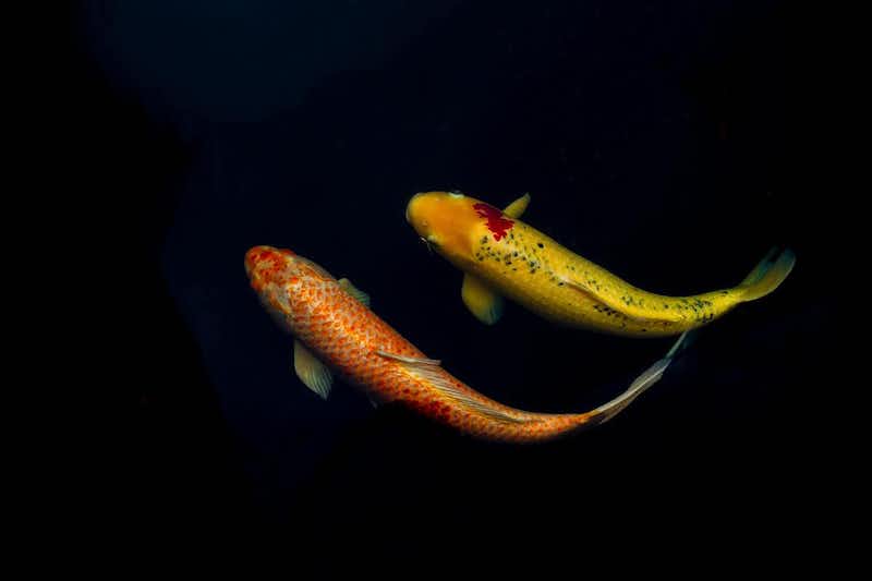 Two goldfish, viewed from above.
