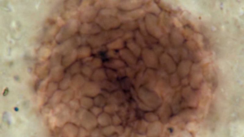 Una bola marrón formada por varios trozos pequeños muy apretados.