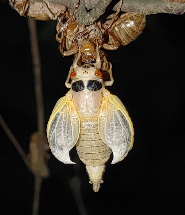 Cicada with curved white wings hangs from shell.