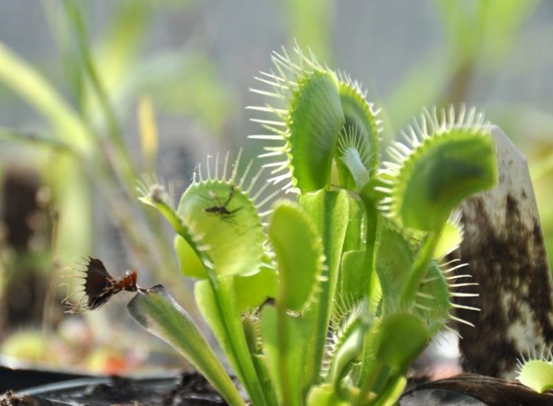 Venus flytrap with closed leaves. An insect is visible as a silhouette in one. One withered leaf.