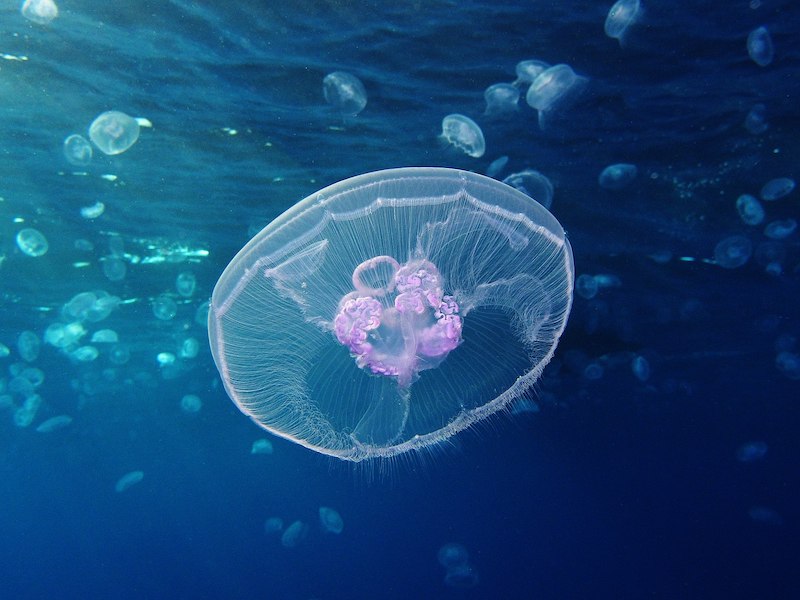 How do jellyfish swim? | Earth | EarthSky