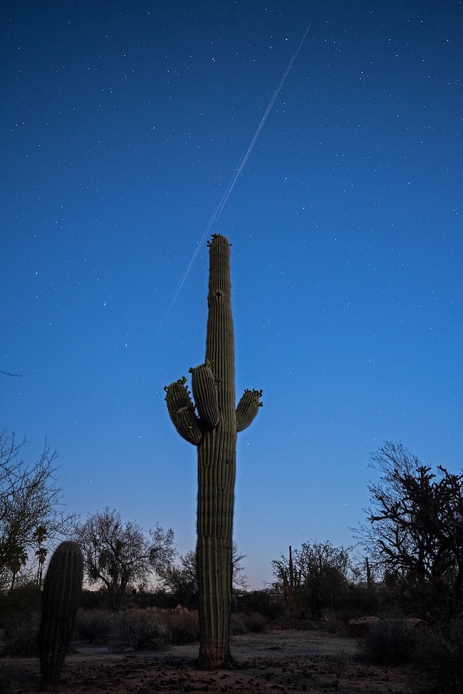 Light blue night sky with multiple diagonal satellite trails and a tall saguaro cactus in the foreground.