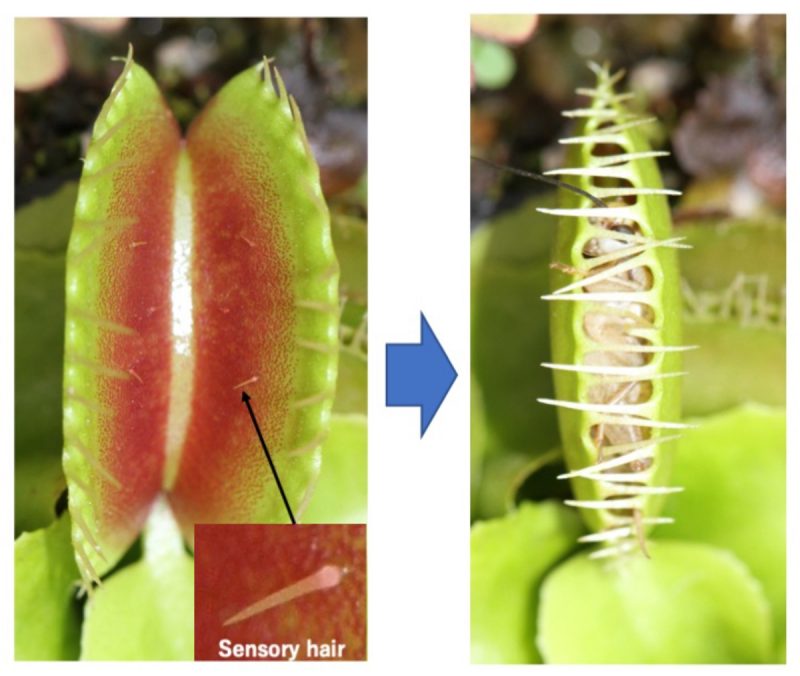 How a Venus flytrap knows to snap shut