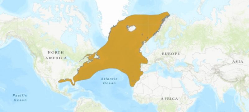 Map with orange area between eastern US and western Europe plus Greenland.