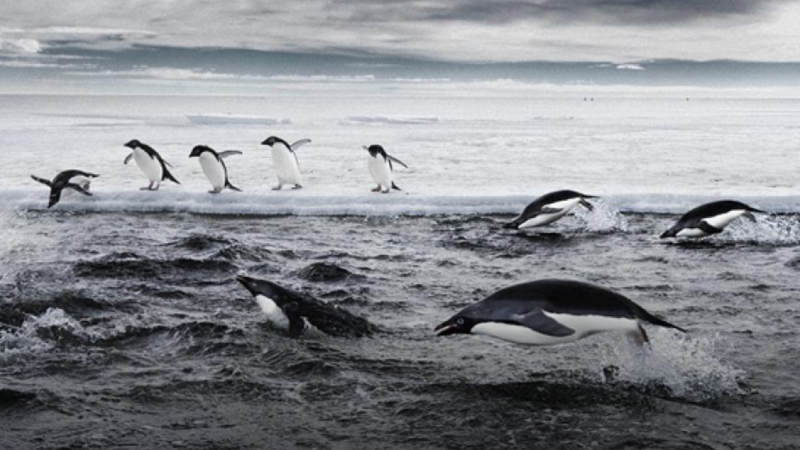 Penguins diving from a snowy beach or ice floe, and swimming in a choppy ocean.