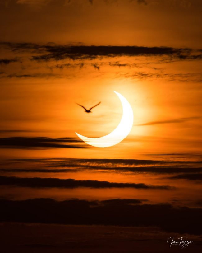 Bright crescent in orange clouds plus big bird in front of dark area of eclipse.