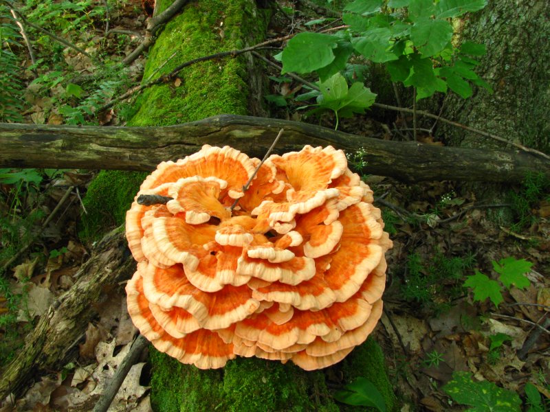 A frilly, many-layered, brilliant orange fungus with paler edges growing on a log.