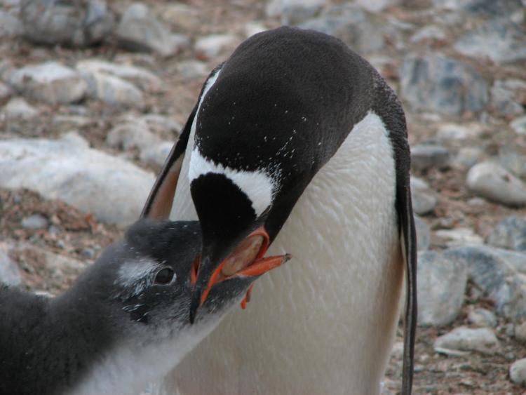 Reduction in krill in the southern ocean will impact penguins like this one bending to transfer food to open-beaked chick.