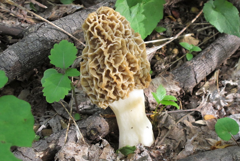 A morel mushroom featuring an elongated brown honeycombed cap and thick white stem.