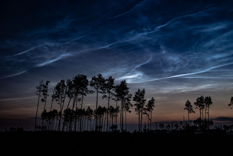 A stand of tall trees in the foreground, with wispy blue night-shining clouds above.