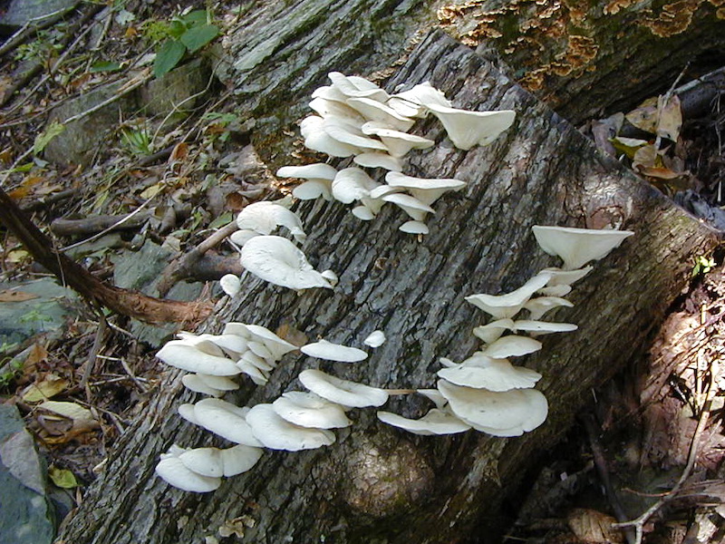 Many white, semicircular shelves growing out of a fallen log.