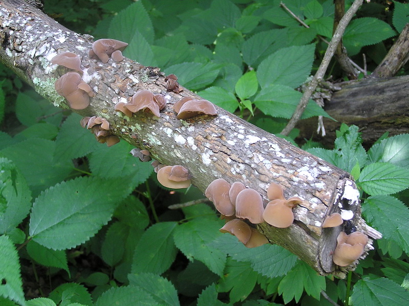 Many ear-shaped brown fungus outgrowths on a branch.