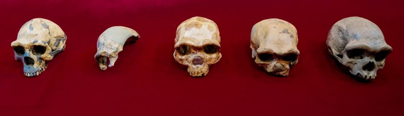 Line of five beetle-browed skulls on red background.