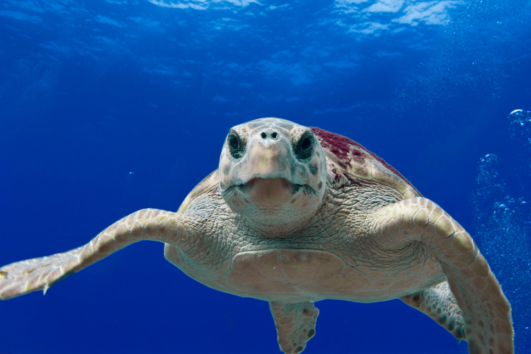 Turtle swimming straight toward camera in blue water.