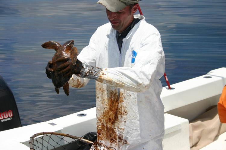 A person on a boat holding a sea turtle covered in oil.