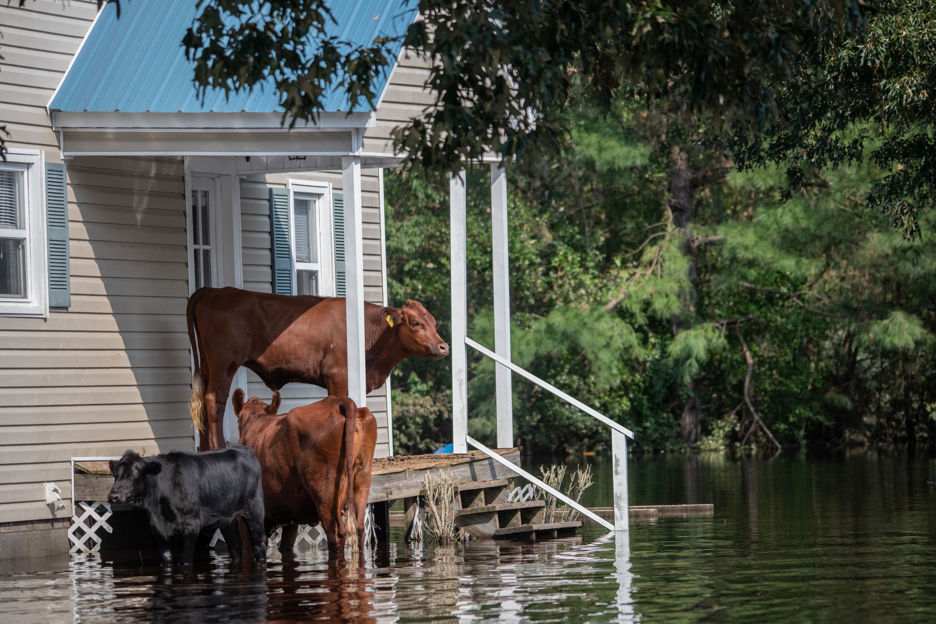 Th3 2021 IPCC report: Cows on porch surrounded by water.