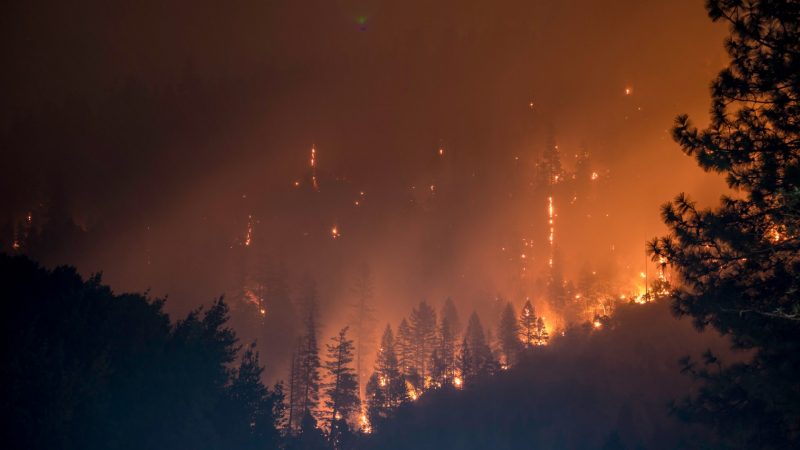 The 2021 IPCC report: Dark forest with orange flames and smoke.