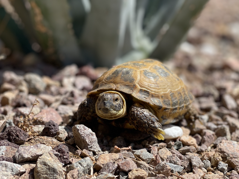 A brown tortoise poses on brown rocks with a green succulent behind him.