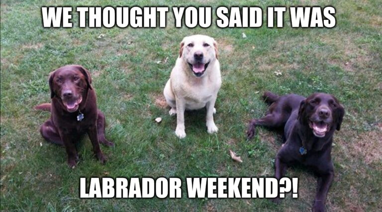 3 labrador dogs thinking it's their weekend.