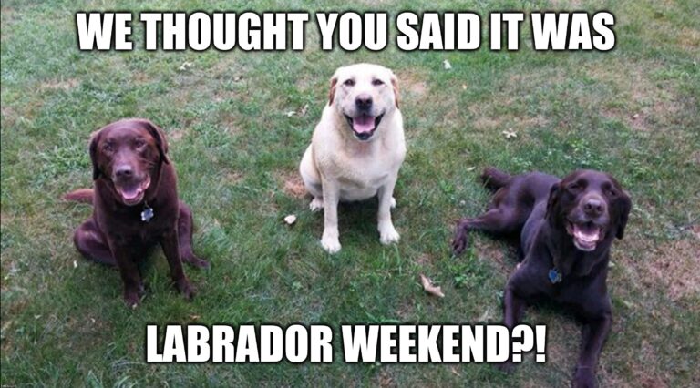 Three labrador dogs, brown, white, and black, sitting and looking up with friendly faces.