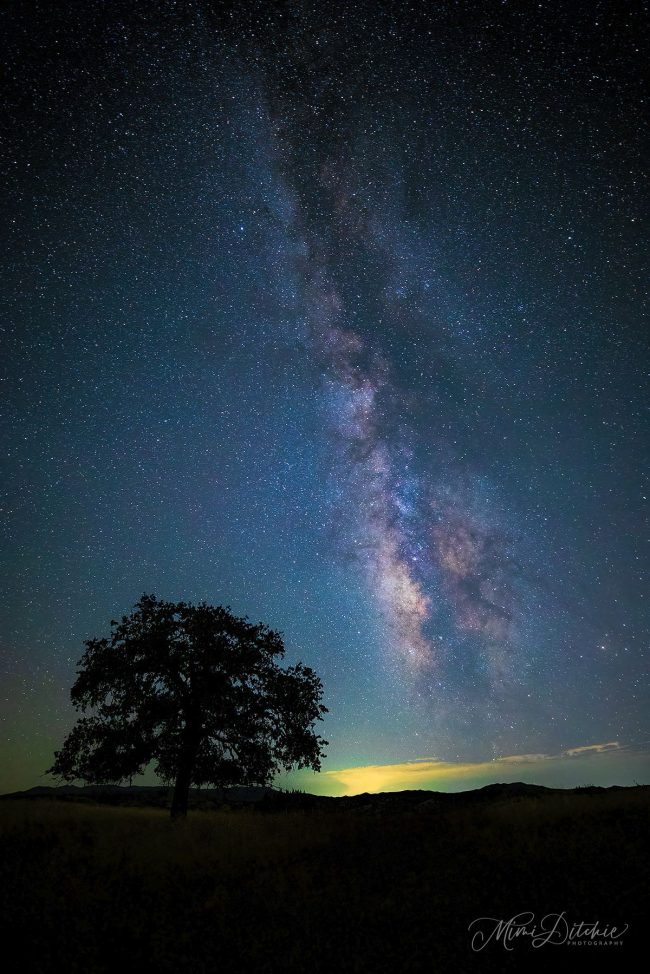 The Milky Way stands vertical in the sky with light glowing on the horizon and a dark tree in the foreground.