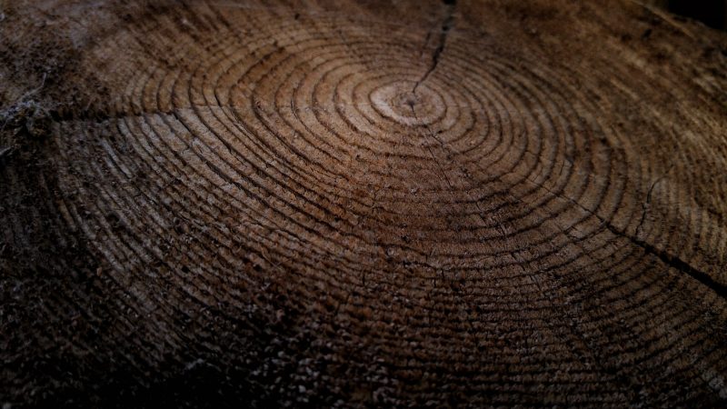 Close-up view of concentric rings in a big slice through a tree.