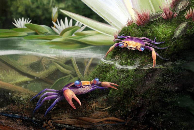Artwork of peach and purple crabs, one in the water and one on shore.