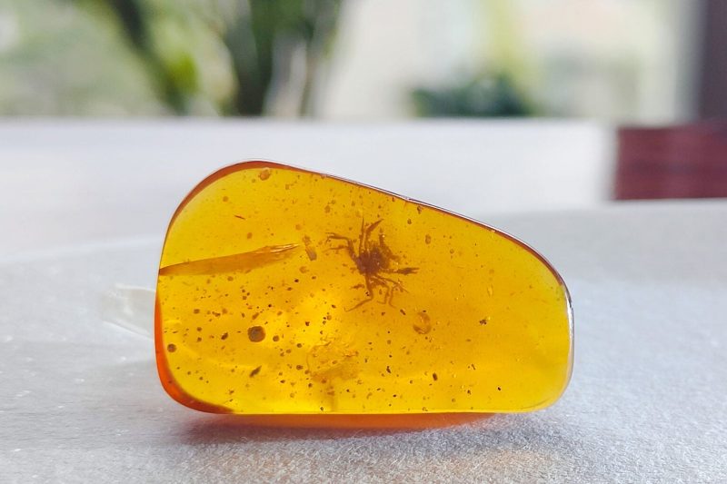 Rounded lump of golden yellow amber with silhouette of 100-million-year-old crab inside.
