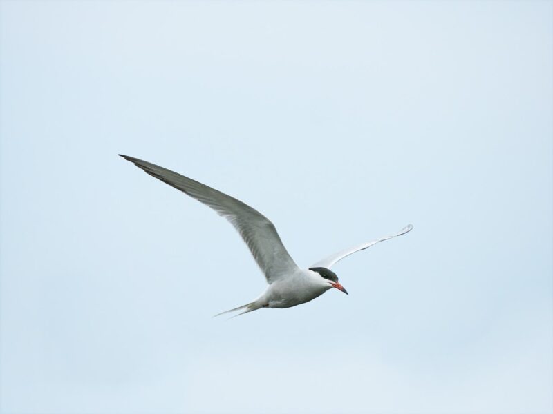 A white bird with a black head has long pointy wings spread in flight.