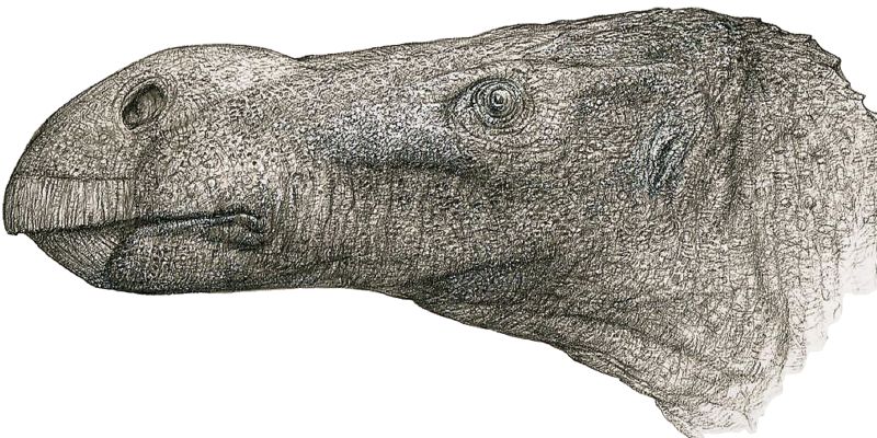 Drawing of gray dinosaur head with big nostrils in bulge over a beaked snout.