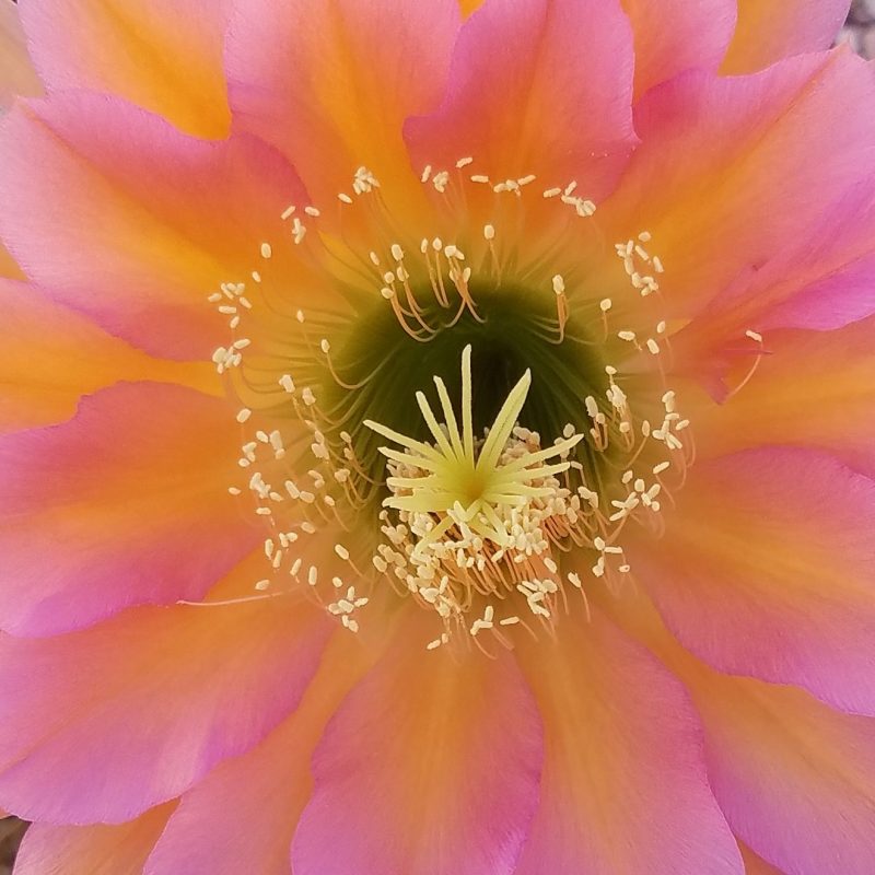 Close-up of pink and orange bloom.