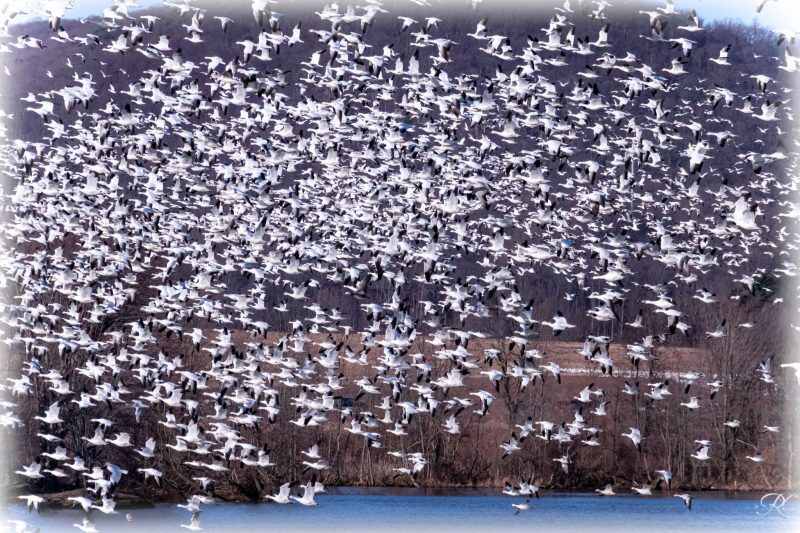 Bird migration forecasts: Sky over blue water filled with hundreds of white geese in flight.