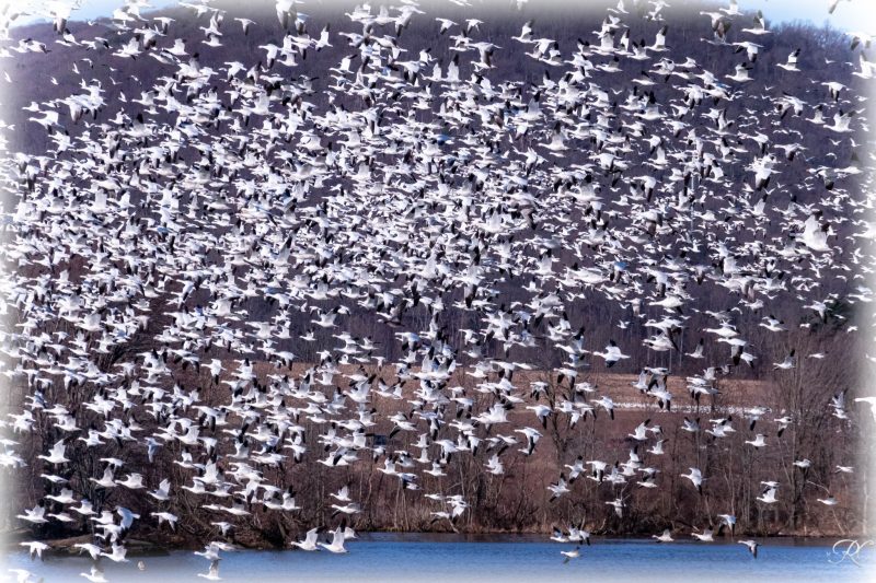 Sky filled with whitish geese in flight.