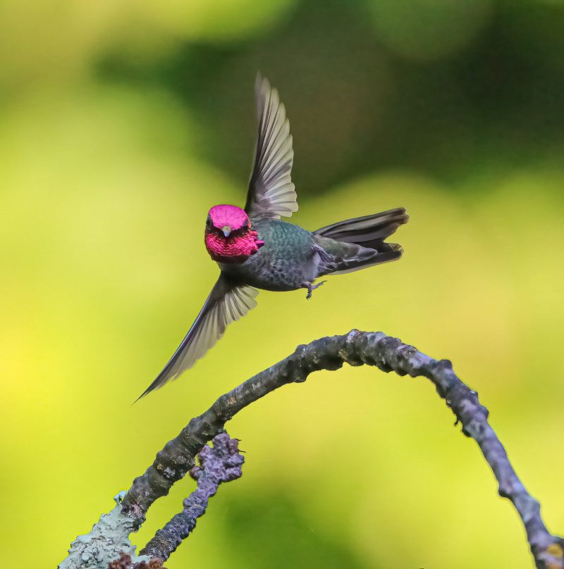 Pink-headed hummingbird in flight dipping to one side.