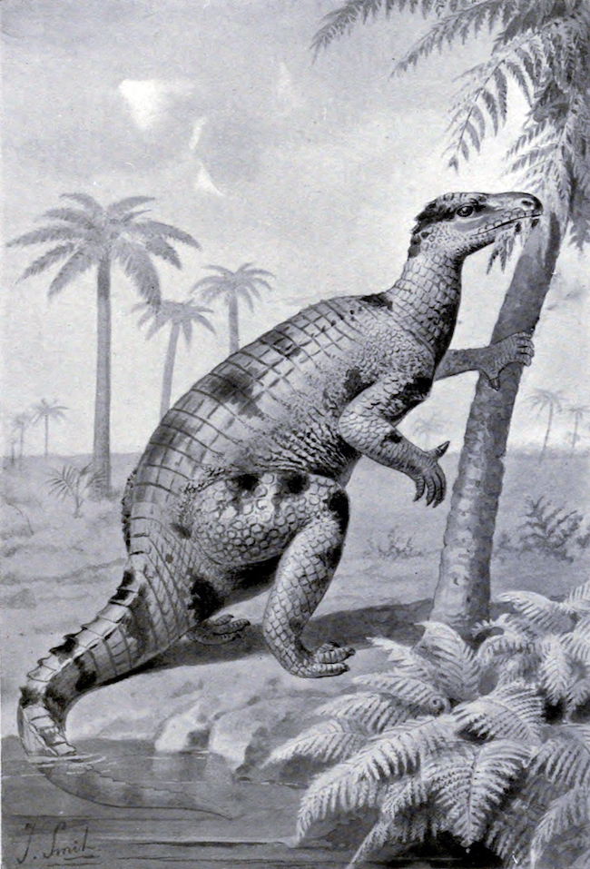 Victorian drawing of large upright dinosaur eating leaves on a palm tree, more palm trees in background.