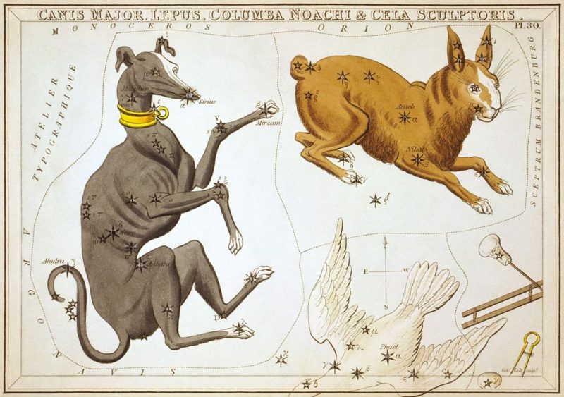 Antique colored etching: Gray dog with gold collar paws at brown rabbit.