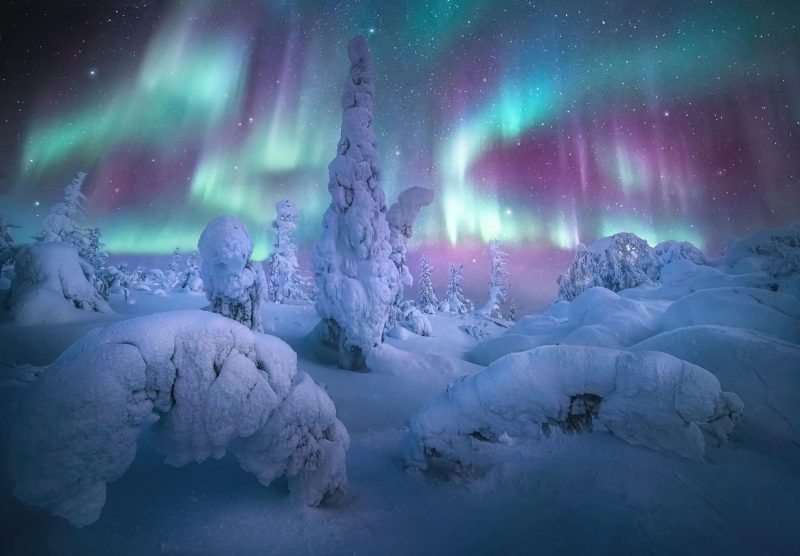 Trees bent over with heavy snow and turquoise to purple colored streamers in the sky.