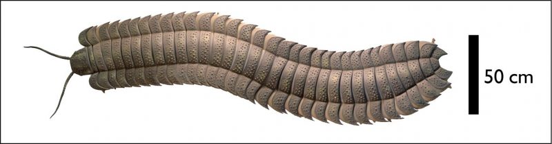 Millipede fossil from above with scale showing 50 centimeters in width.