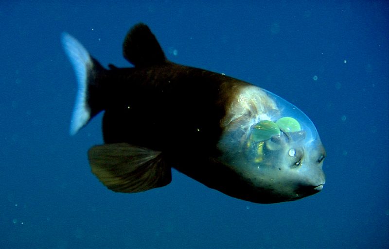 Barreleye fish: A chubby fish in shadow with a see-through head and glowing green eyes inside.