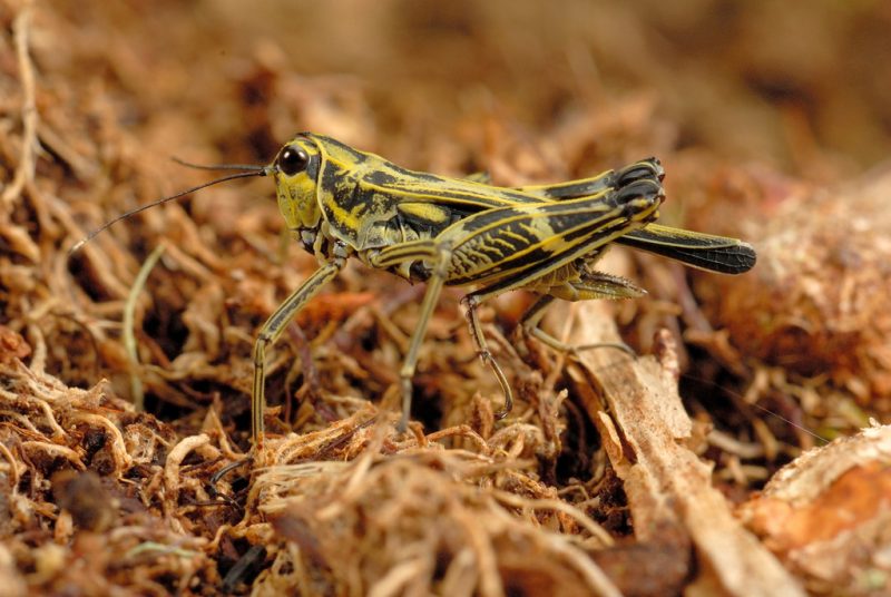 Yellow and black spots on a pygmy grasshopper.