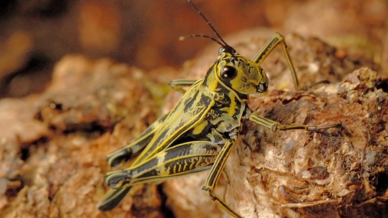 Nameless grasshopper: Social media photo of yellow and black patches on a small grasshopper.