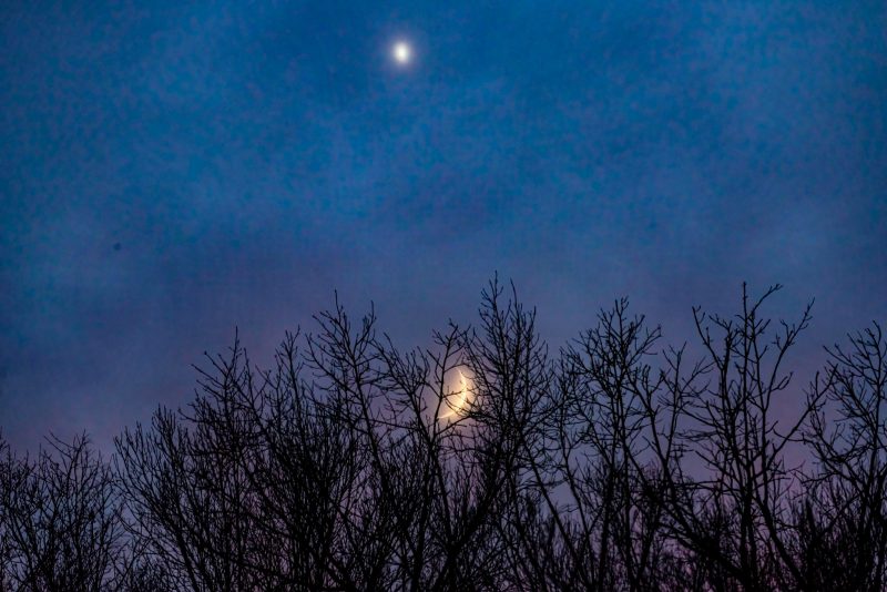 Crescent moon in treetops and Venus above.