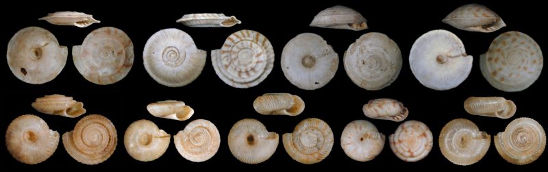 Mass extinction: Spiral shells in four rows of medium and small sizes.