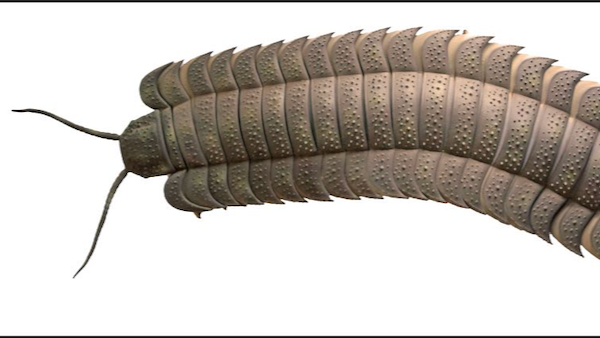 EarthSky | Millipede fossil shows they were once as big as cars - Vimarsana News