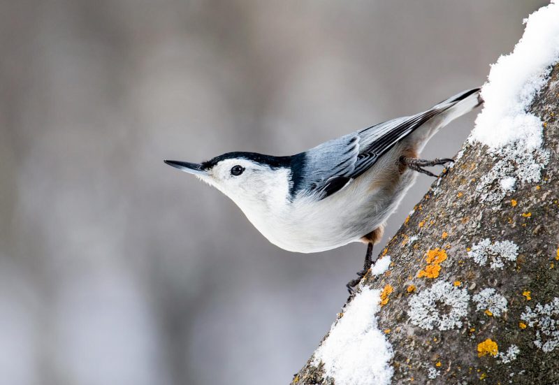 Shifting bird ranges: Small bird with a white breast and blue top feathers.